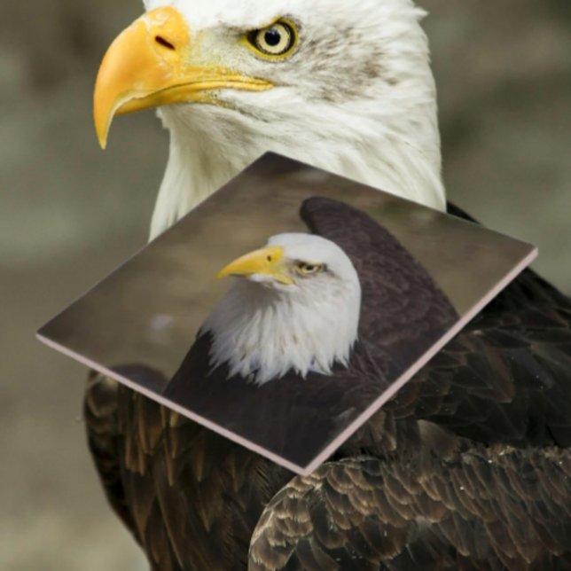 Bald Eagle Strength – Decorative Ceramic Tile (Criador carregado)
