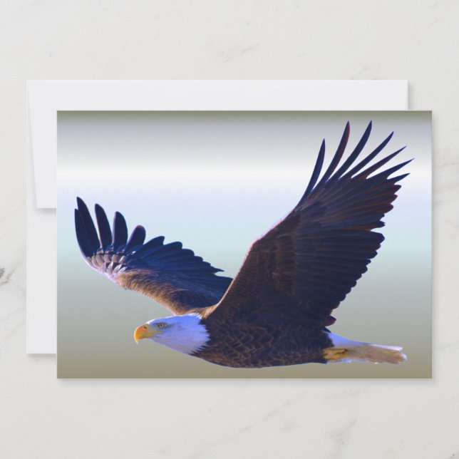 Bald Eagle Voando (Frente)