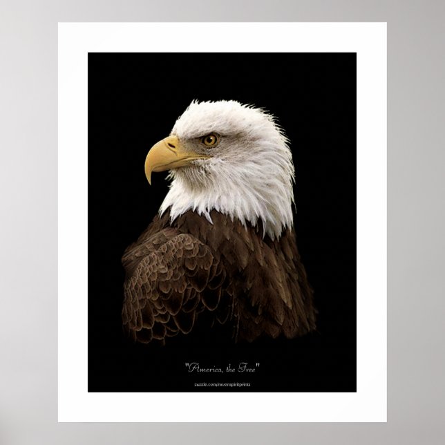 Bald Eagle Wildlife Poster (Frente)