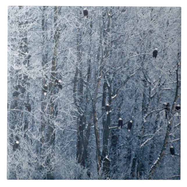 Bald Eagles (Frente)