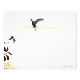Balé Ibis no Impressão de Fotos de Voo