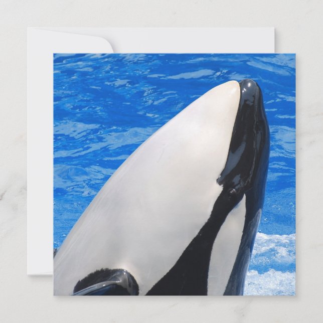 Baleia Assassina (Frente)