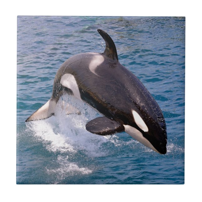 Baleia assassina saltando da água (Frente)