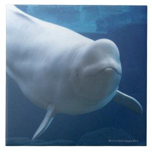 Baleia da beluga (leucas do Delphinapterus)