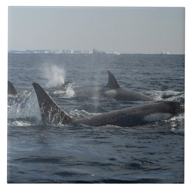 baleia de assassino (Frente)