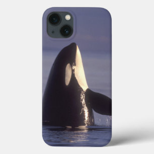 Baleia de assassino da orca de Spyhopping (orcinus