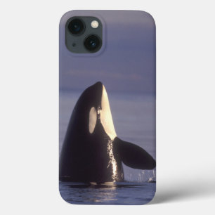 Baleia de assassino da orca de Spyhopping (orcinus