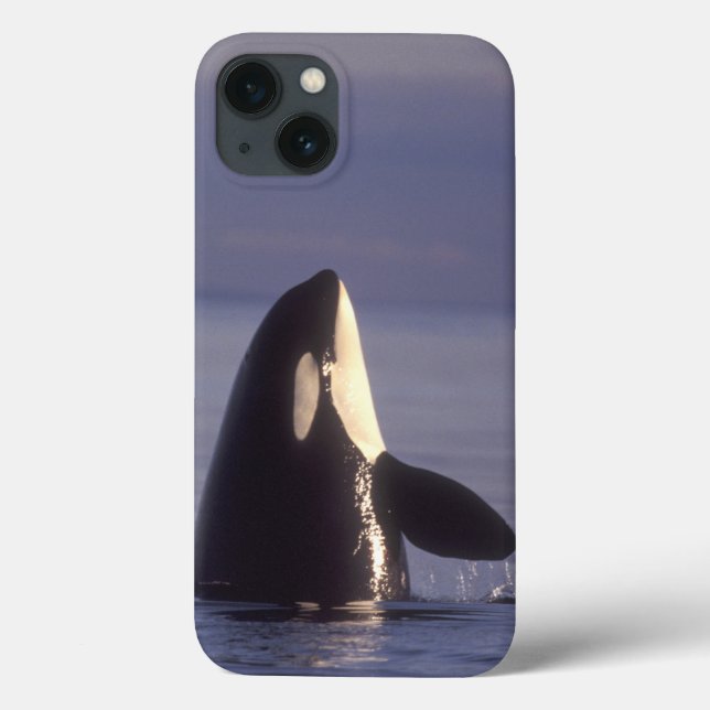 Baleia de assassino da orca de Spyhopping (orcinus (Verso)