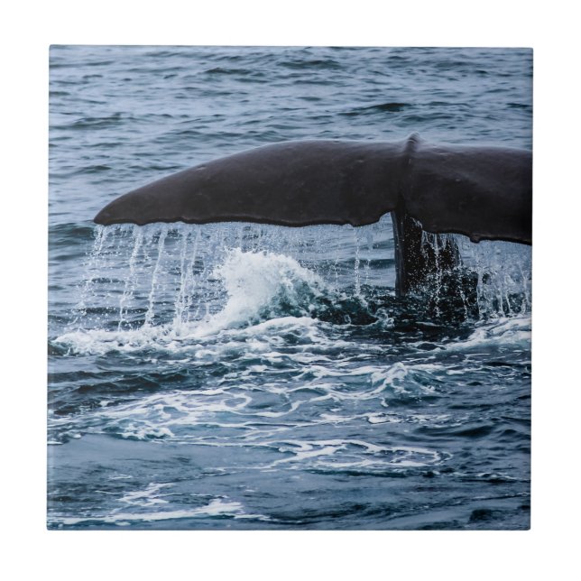 Baleia de esperma (Frente)