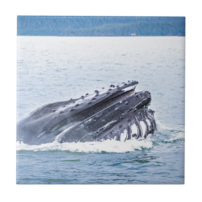 baleia de humpback (Frente)