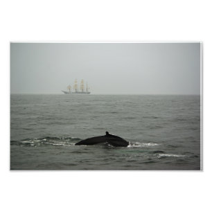 Baleia de Humpback e foto alta do navio