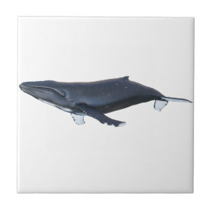 Baleia de Humpback no perfil