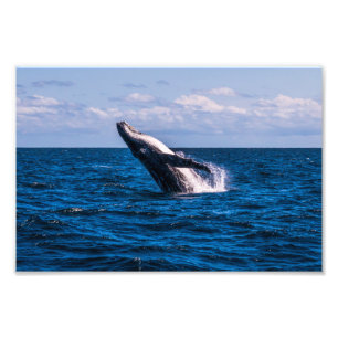 Baleia de Humpback que rompe o impressão da foto
