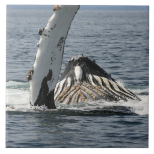 Baleia-jubarte