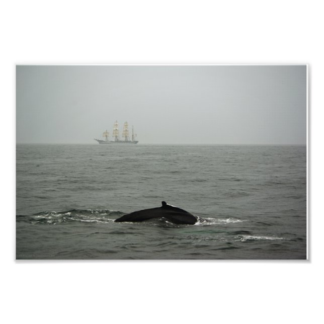Baleia Jubarte e Foto de Navio Alto (Frente)