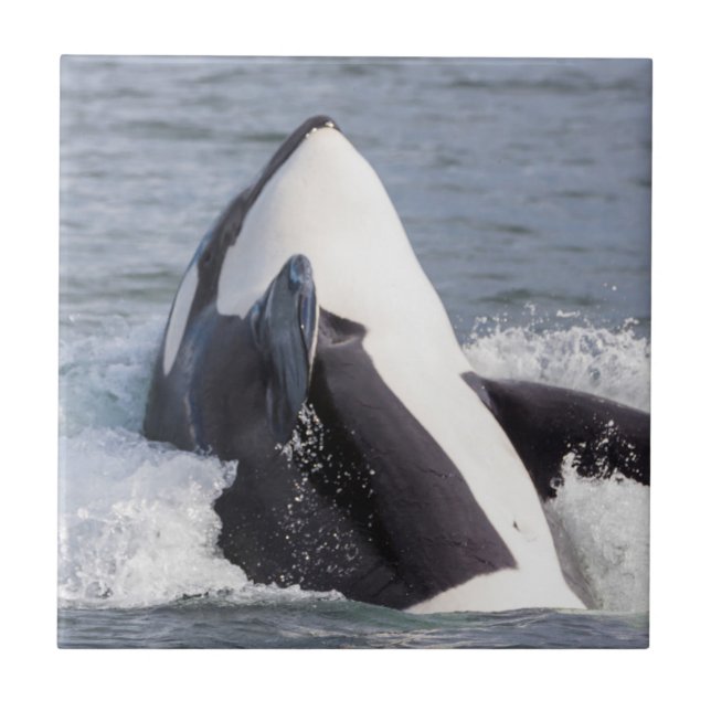 Baleia Orca saltando (Frente)