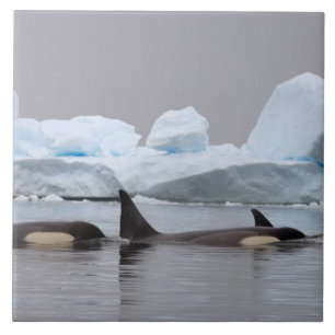 baleias assassinas (orcás), Orcinus orca, cardume