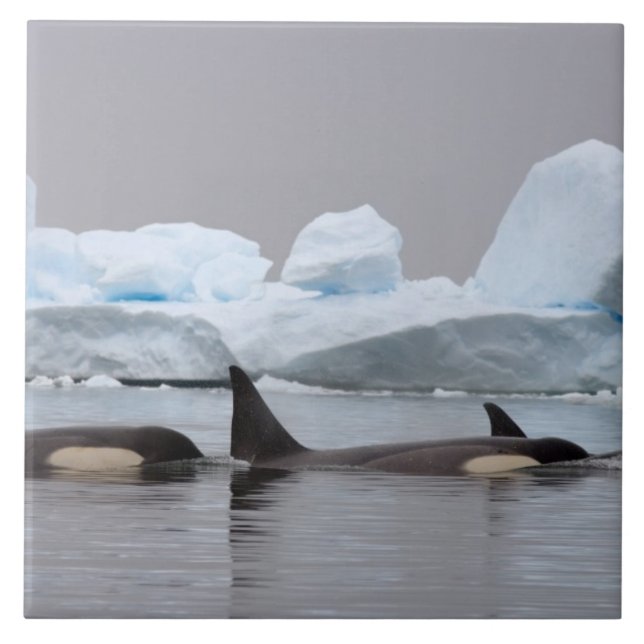 baleias assassinas (orcás), Orcinus orca, cardume (Frente)