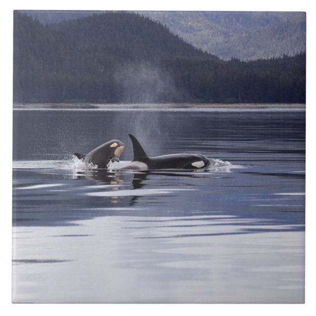 Baleias de assassino (Frente)