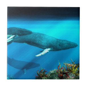Baleias de Humpback