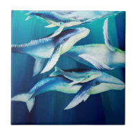 Baleias de Humpback