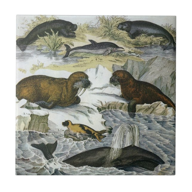 Baleias, Focas e Cavalos-Marinhos, Animais Marinho (Frente)