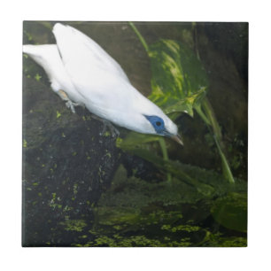 Bali Myna