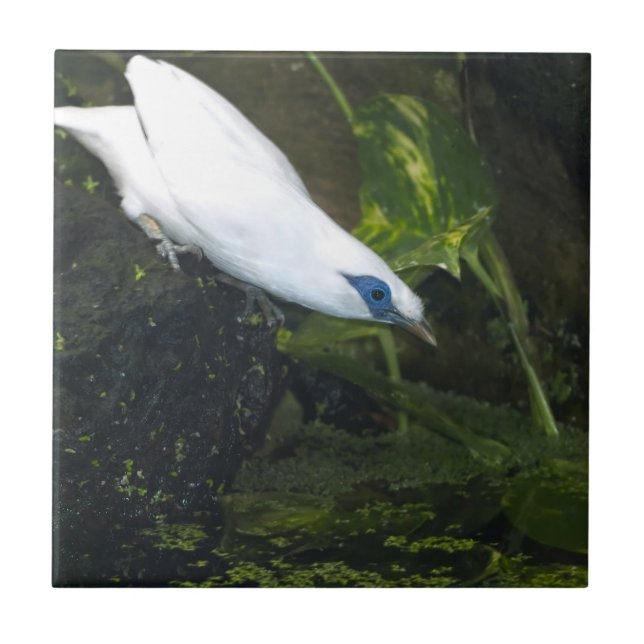 Bali Myna (Frente)