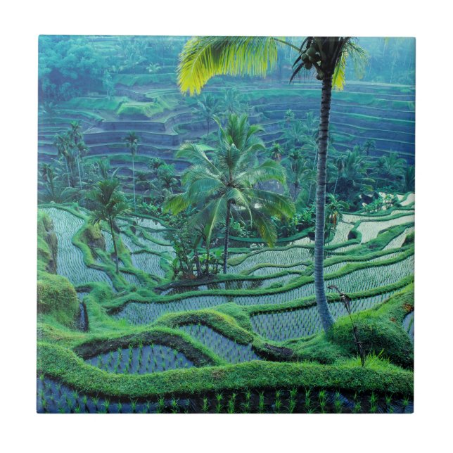 Bali| Panorâmica Dos Terraços De Arroz (Frente)