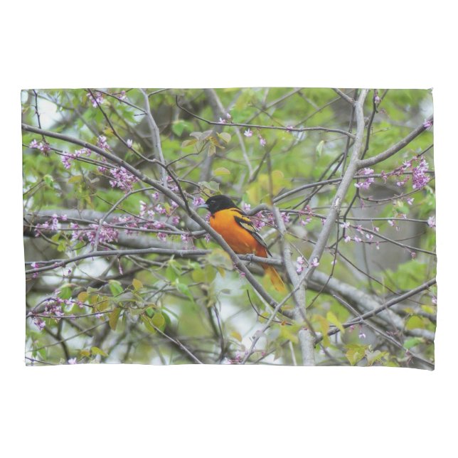 Baltimore Oriole (Frente)