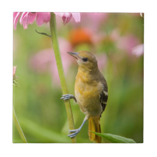 Baltimore Oriole