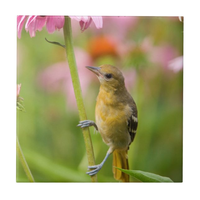 Baltimore Oriole (Frente)
