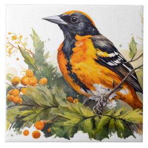 Baltimore Oriole Em Um Ramo De Berries