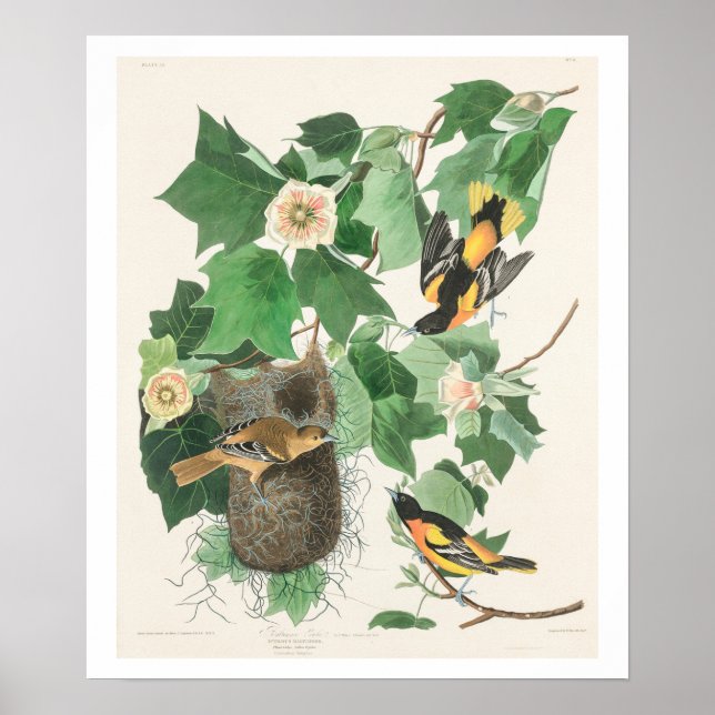 Baltimore Oriole por Poster de Audubon (Frente)