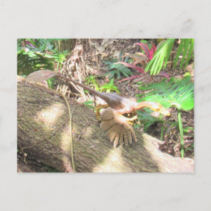 Bambiraptor - Dinossauro - Cartão de Aprendizagem