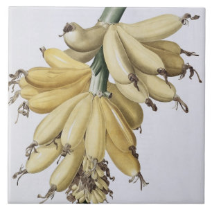 Banana, 1816