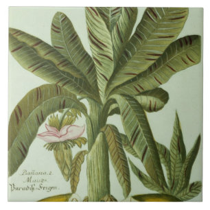 Banana, de Phytanthoza Iconographi de J. Weinmann