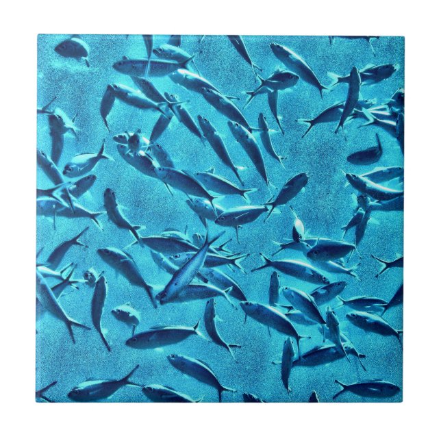 Banco de areia dos peixes (Frente)