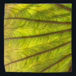 Bandana Big Taro Leaf<br><div class="desc">bela folha taro iluminada por trás</div>