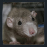 Bandana Rato Curioso<br><div class="desc">Este rato adorável chama-se Sky. Ela é uma ratazana rico à orelha e é uma bela cor chamada pomba russa.</div>