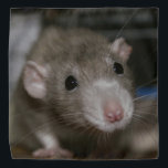 Bandana Rato Curioso<br><div class="desc">Este rato adorável chama-se Sky. Ela é uma ratazana rico à orelha e é uma bela cor chamada pomba russa.</div>
