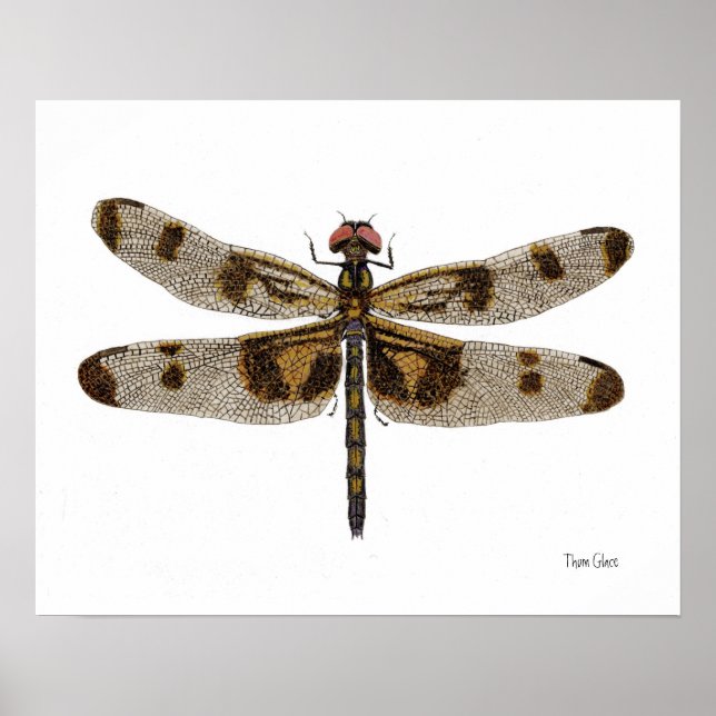 Banded Pennant Dragonfly Art Poster (Frente)