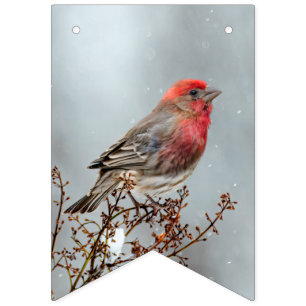 Bandeirinha House Finch in Snow - Foto original