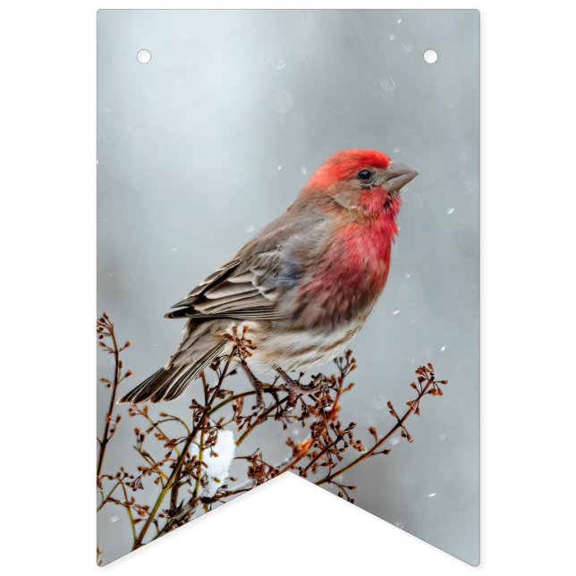 Bandeirinha House Finch in Snow - Foto original (Primeira Bandeira)