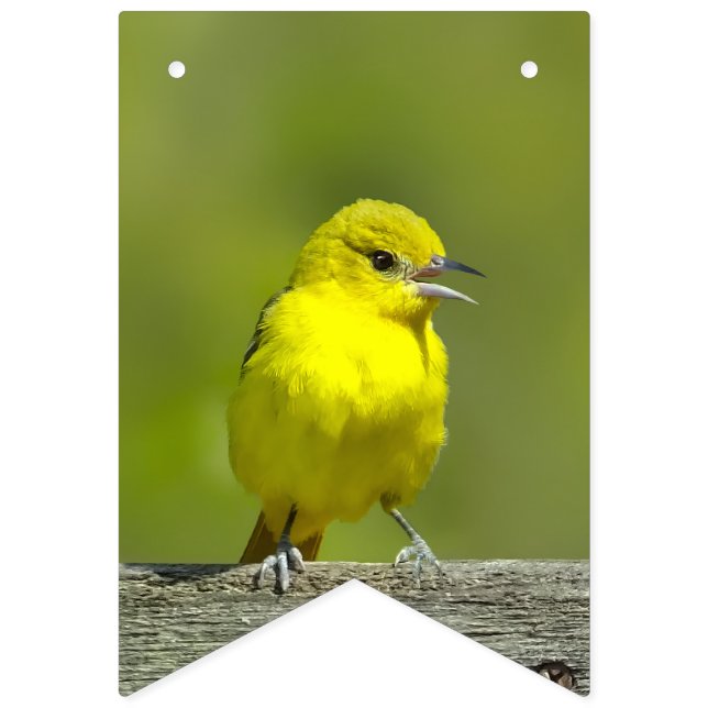 Bandeirinha Orchard Oriole - Fotografia original (Primeira Bandeira)