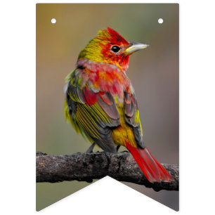 Bandeirinha Scarlet Tanager Molting - Fotografia original