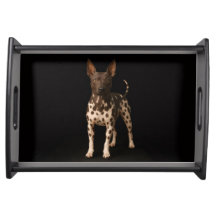 Black 4 Luxe serving tray, Hairless Terrier Dog