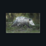 Bandeja De Acrílico Cutest Baby Animals | Opossum Mom & Kids<br><div class="desc">This cute Getty Images photo features a Opossum mom was walking under the hedges with her brood.</div>