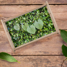 Forma do Coração Deixa a Ivy Natural Fotográfica