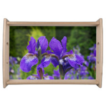 Iris sibirica fotografia floral